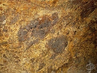 �edi�ov� puma v aglomer�tov�m tufi - detail