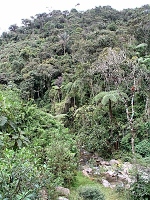Národní park Podocarpus